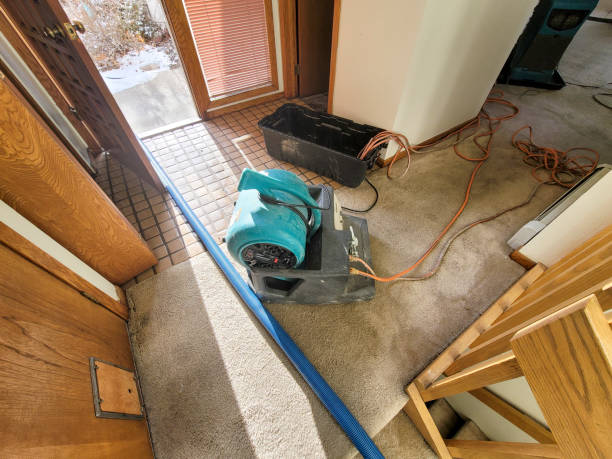Best Mold removal after water damage  in Martinsville, NJ